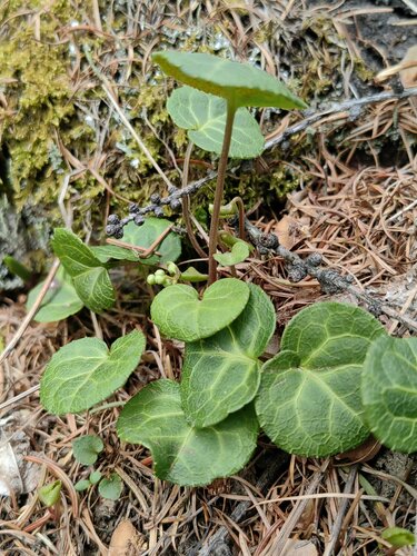 Pyrola renifolia iNat (2)