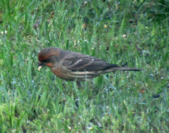 Haemorhous mexicanus
