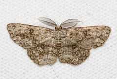 Hypomecis umbrosaria