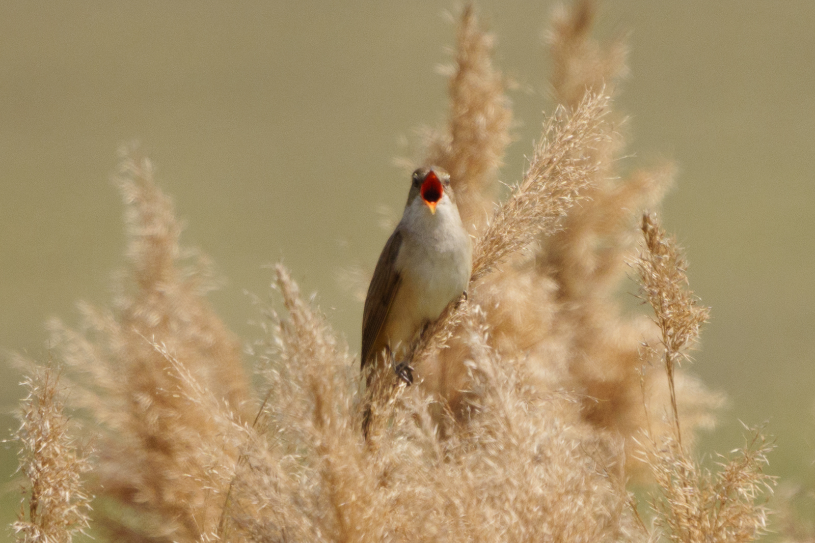 Great Reed Warbler