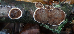Peniophora albobadia image