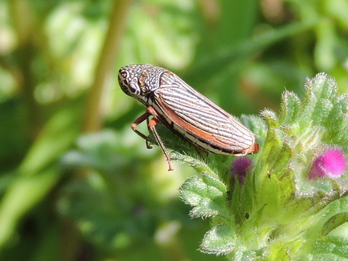 Lateral-lined Sharpshooter photo 5
