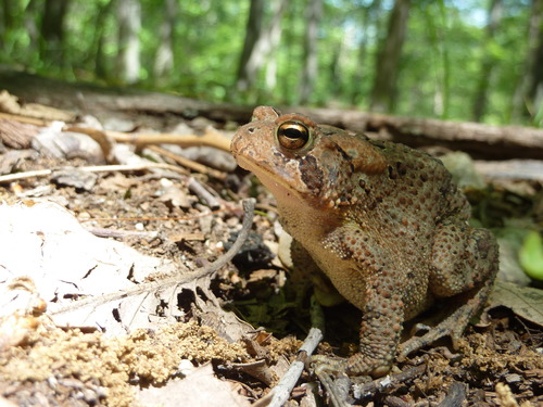 American Toad photographed in West Virginia