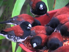 Spermestes bicolor nigriceps