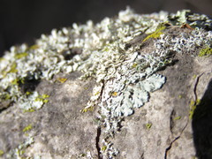 Physcia biziana