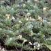 Sedum griseum - Photo (c) Art Mur, some rights reserved (CC BY-NC-ND), uploaded by Art Mur