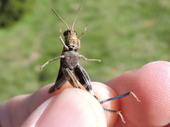 Encoptolophus costalis