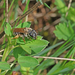 Andrena aberrans - Photo (c) Christoph Moning,  זכויות יוצרים חלקיות (CC BY), הועלה על ידי Christoph Moning