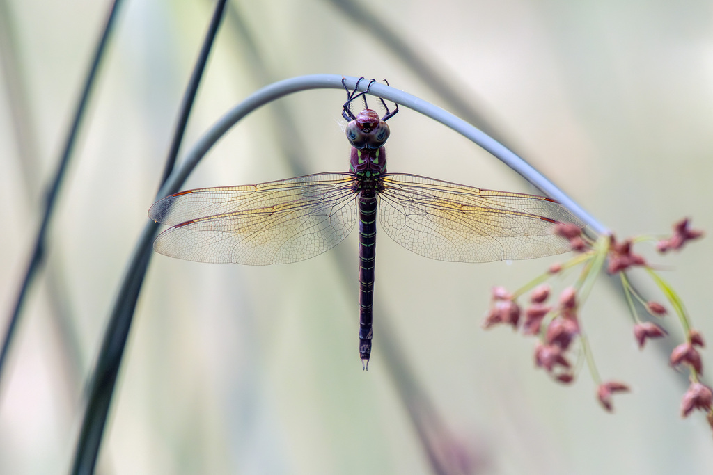 Swamp Darner from Lewisville, TX, USA on May 23, 2023 at 03:22 PM by ...