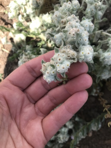 iNaturalist observation photo of western marsh cudweed