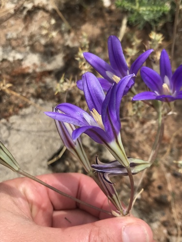 iNaturalist observation photo of harvest brodiaea