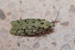 Izatha peroneanella
