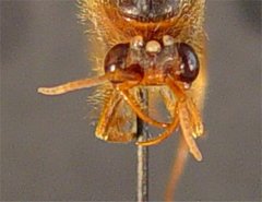 Cheliomyrmex morosus