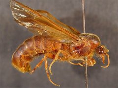 Cheliomyrmex morosus