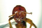 Cheliomyrmex morosus