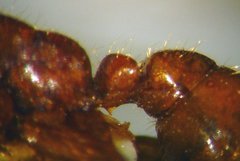 Cheliomyrmex morosus