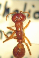 Cheliomyrmex morosus
