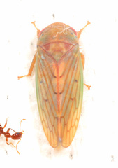 Polana quadrinotata
