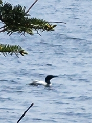 Gavia immer image