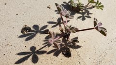 Lupinus arizonicus