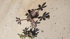 Lupinus arizonicus