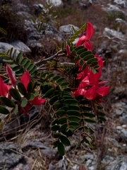 Pyranthus ambatoanus image