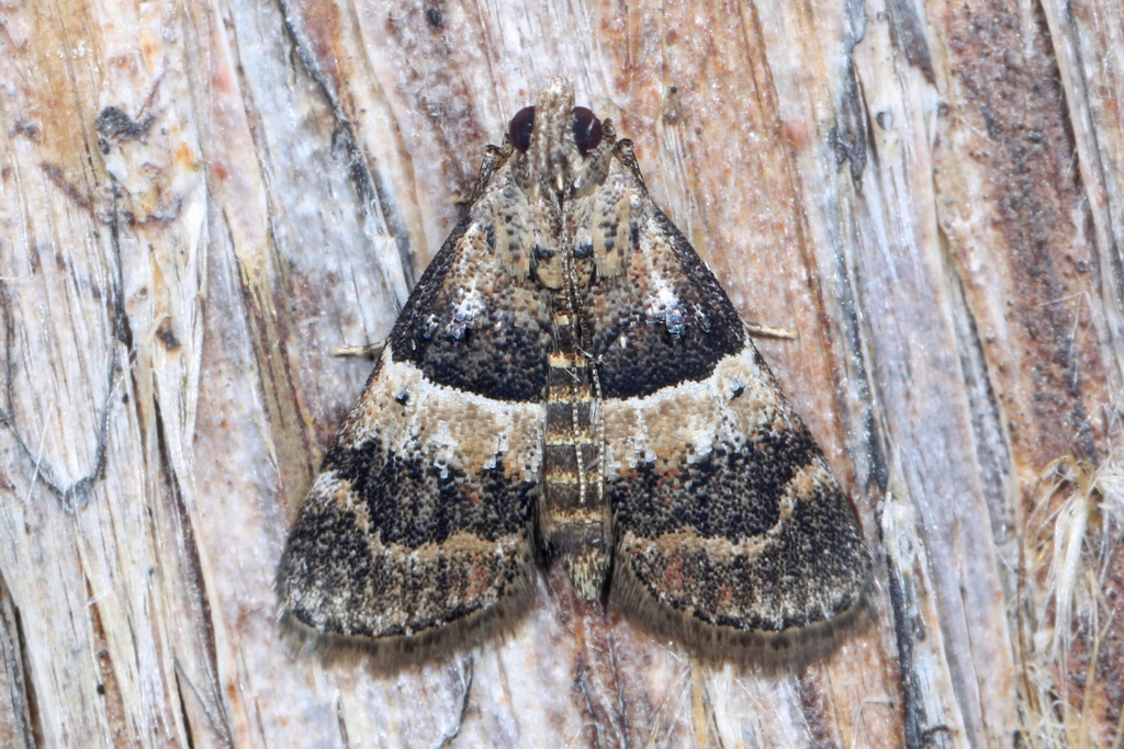 Lespedeza Webworm Moth