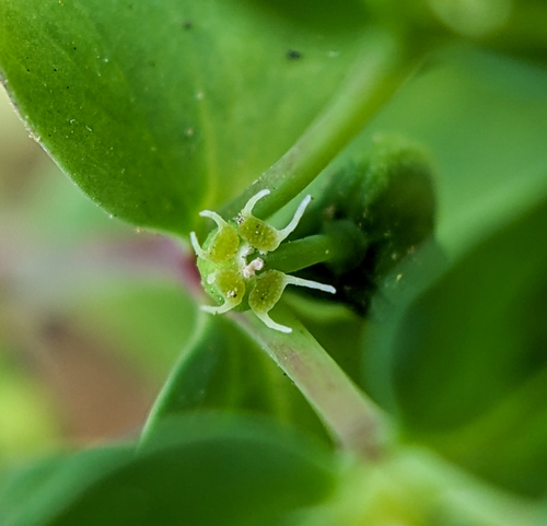 Euphorbia peplus