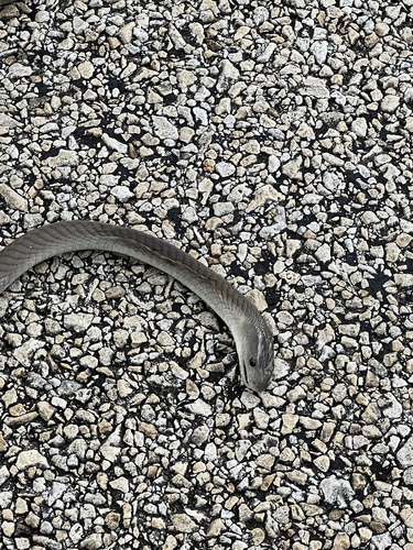 Black Mamba