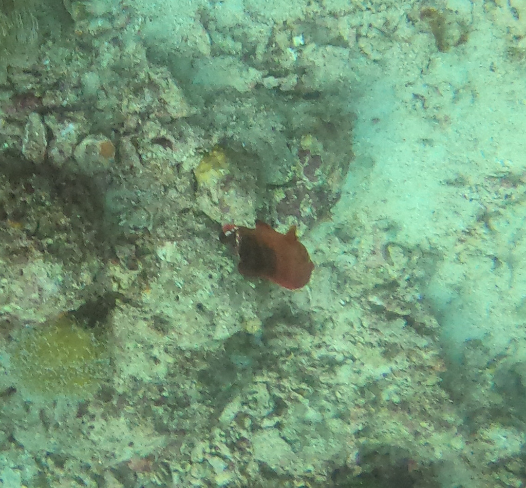 Darkfin hind