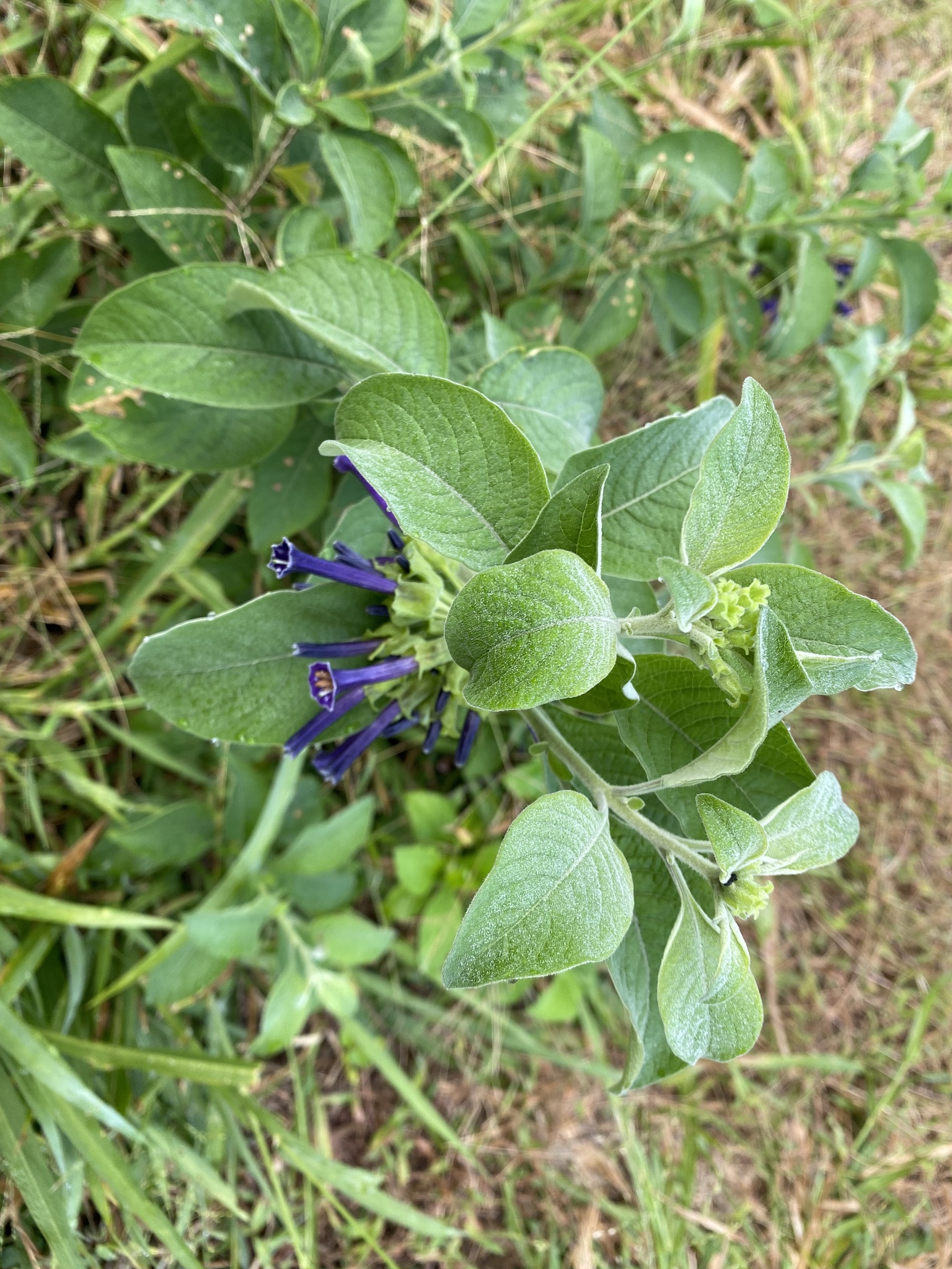 Iochroma cyaneum image