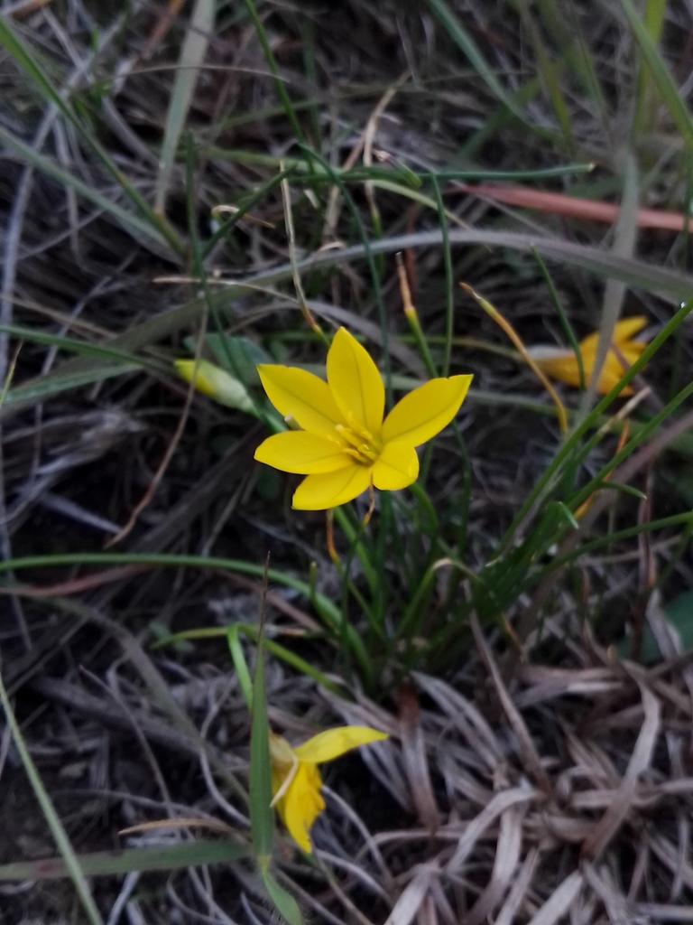 Nothoscordum hirtellum