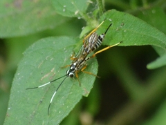 Agonocryptus discoidaloides