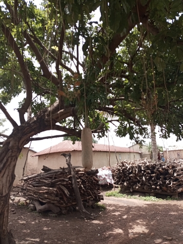 Sausage tree