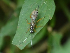 Agonocryptus discoidaloides