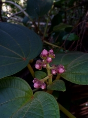Dichaetanthera