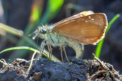 Piruna pirus
