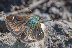 Piruna pirus