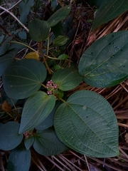 Dichaetanthera