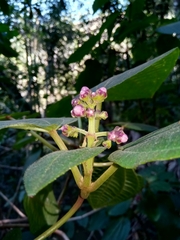 Dichaetanthera