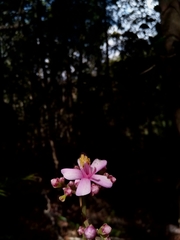 Dichaetanthera