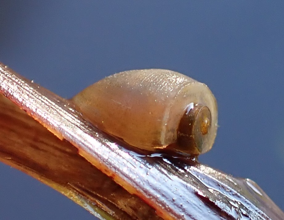 Amerianna compar