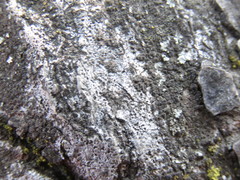 Bagliettoa calciseda