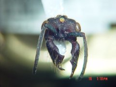 Eciton mexicanum