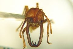 Eciton mexicanum