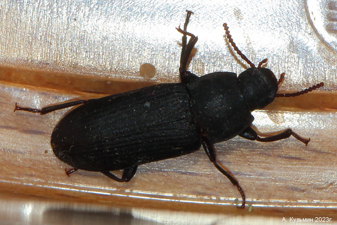 Tenebrio obscurus