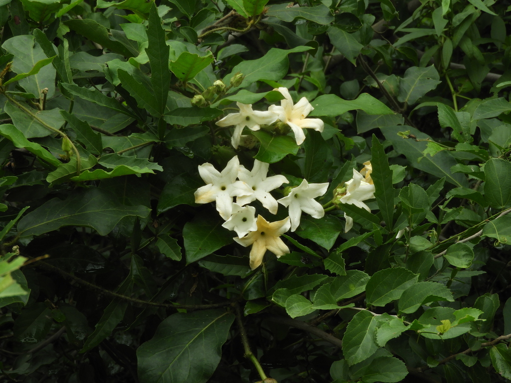 Macroscepis grandiflora