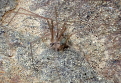 Psilochorus californiae