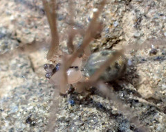 Psilochorus californiae