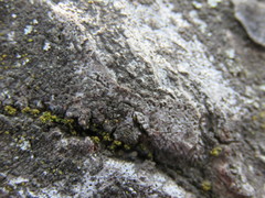 Bagliettoa calciseda